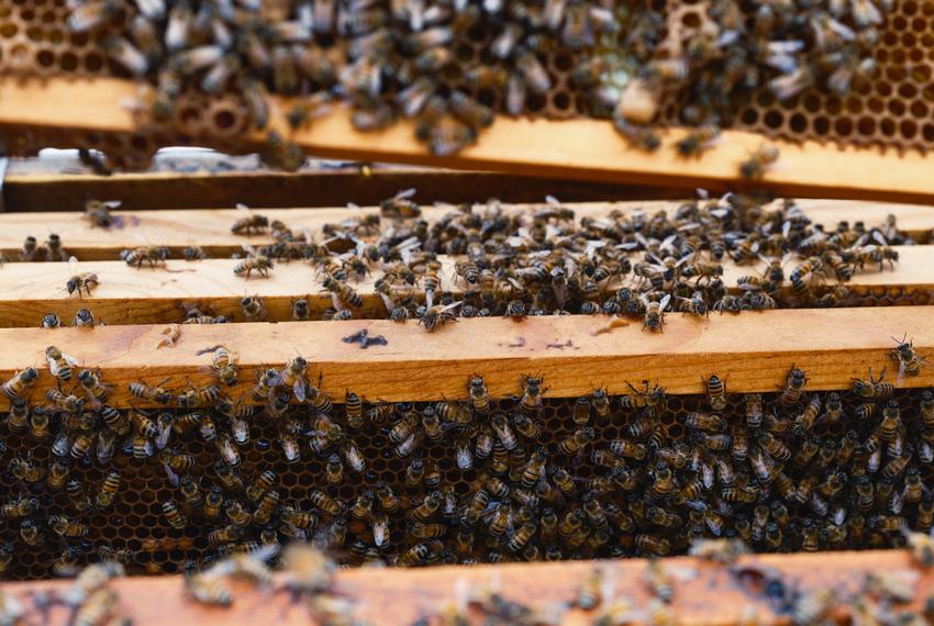 Bees are visible inside a hive at Entomolgist Molly Keck’s house during a bee keeping class in Boerne on Friday, May 10, 2024