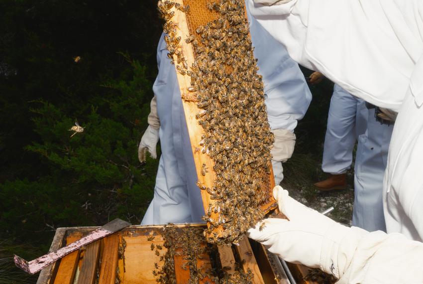 A student learns how to inspect a hive of bees at Entomolgist Molly Keck’s house during a bee keeping class in Boerne on Friday, May 10, 2024