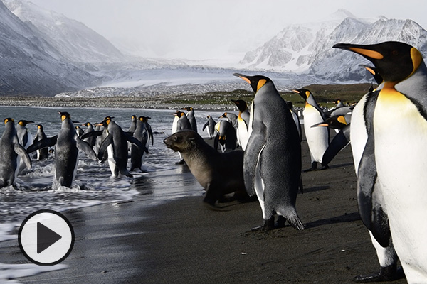 A flock of penguins on a sandy beach in Antarctica.