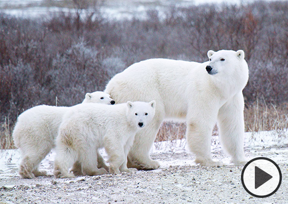 An adult polar bear with two young cubs.