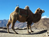 Bactrian Camel | Animal Wildlife