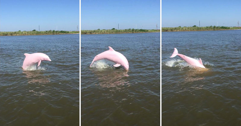 Rare Pink Dolphin Spotted in Lake Calcasieu, Louisiana