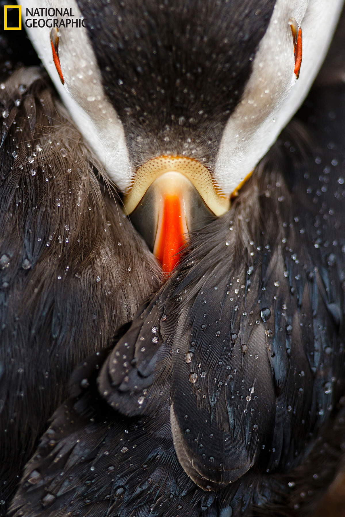 prod yourshot 1157984 9154059 15 Highlights from the 2016 National Geographic Nature Photographer of the Year Contest