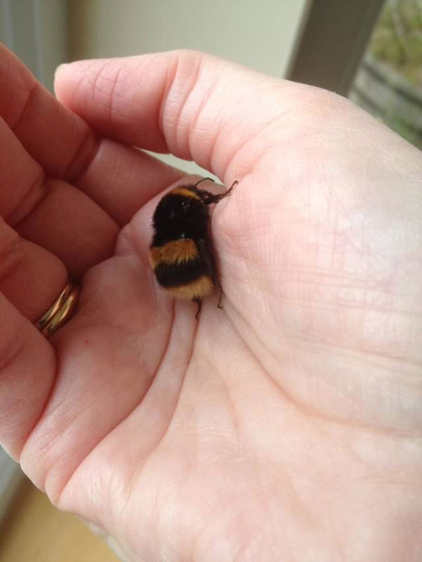 woman rescues wingless queen bee builds her a tiny garden to live out final days 11 Woman Rescues Wingless Queen Bee; Builds Her a Tiny Garden to Live Out Final Days