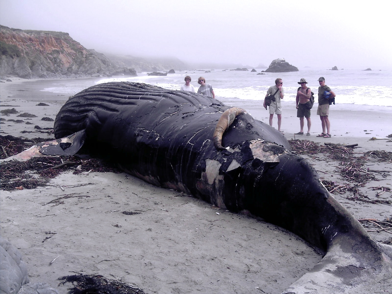 Whale Death