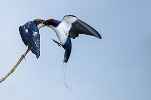 Wire-tailed swallow parent transferring food to a juvenile