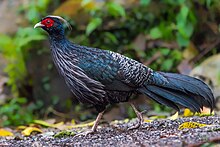 Kalij pheasant Prasanna Mamidala.jpg