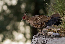 Kalij Pheasant Lingadhar Uttarakhand India 02.12.2014.jpg