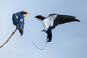Wire-tailed swallow parent approaching a juvenile with food