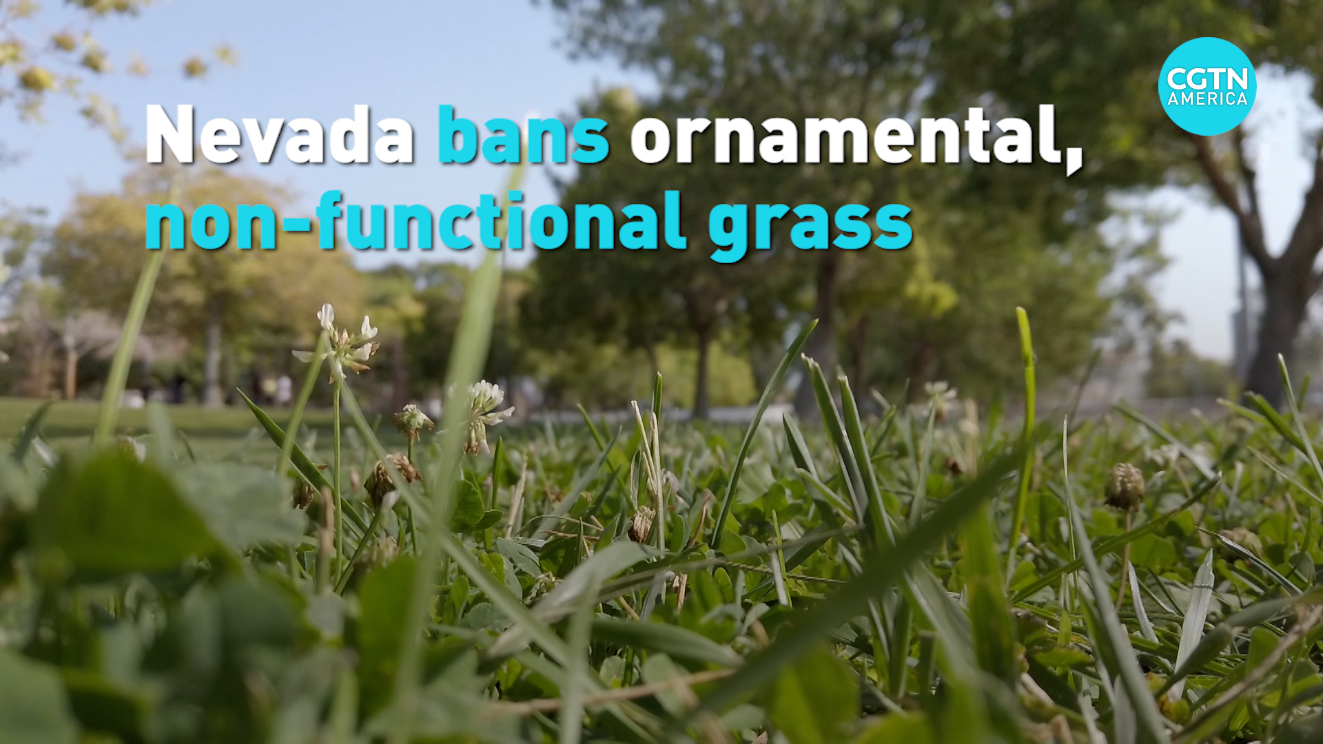 Nevada bans ornamental, non-functional grass - CGTN
