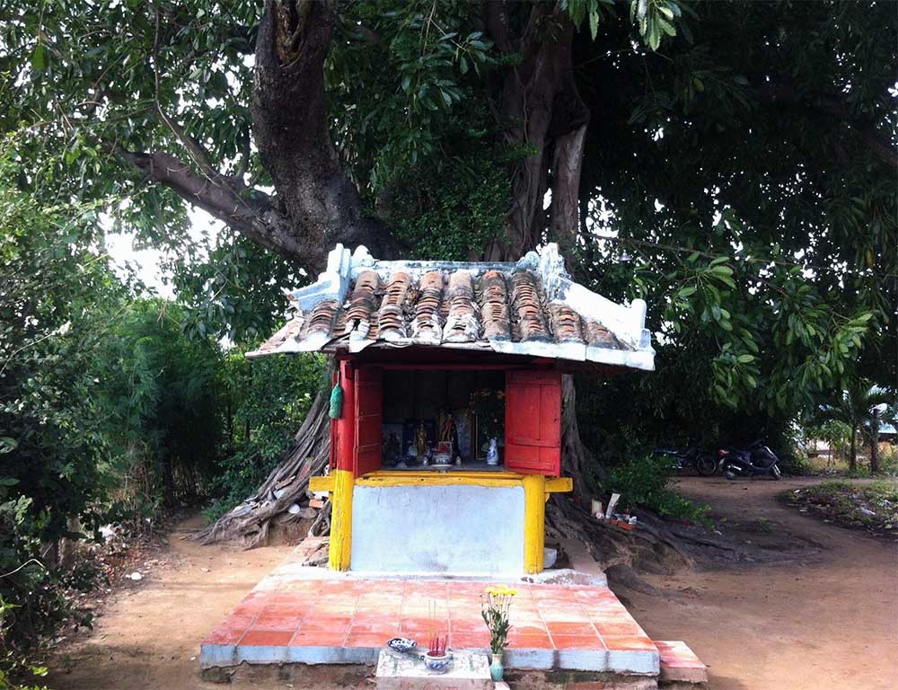 {title} Ly kỳ cây sộp 300 tuổi và ngôi miếu cổ ở Phan Thiết