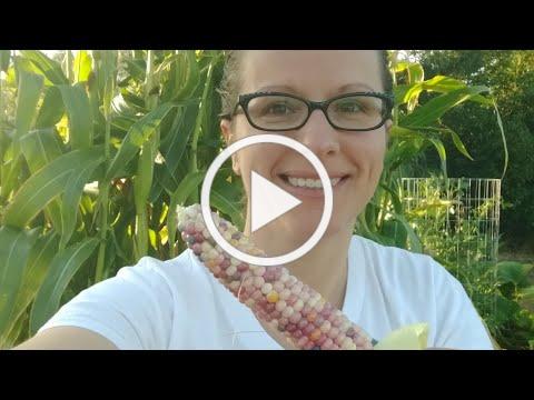 Harvesting Heirloom Corn & Tips for Growing Corn