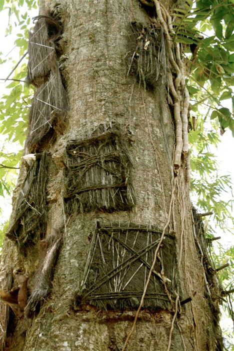 Image result for coffin burial inside  tree philippines