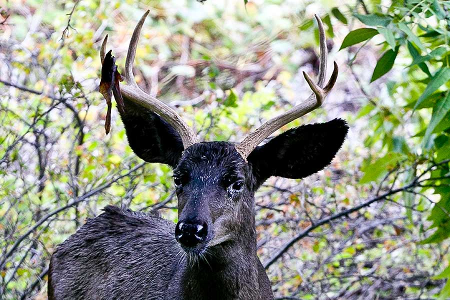 Black, "melanistic" deer