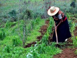 agricultura-pueblos-indigenas-.jpg