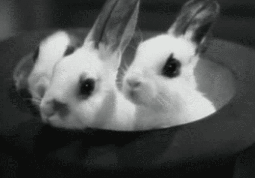 This Gallery Of 32 Amazing Rabbit GIFS Is The Best Thing You Will ...