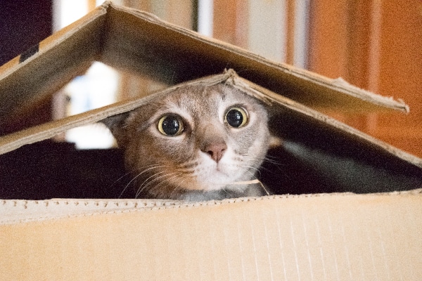 Image result for cat peeking out from box