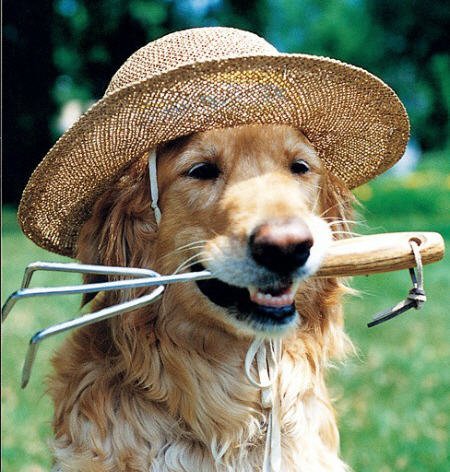 dog-with-garden-hat