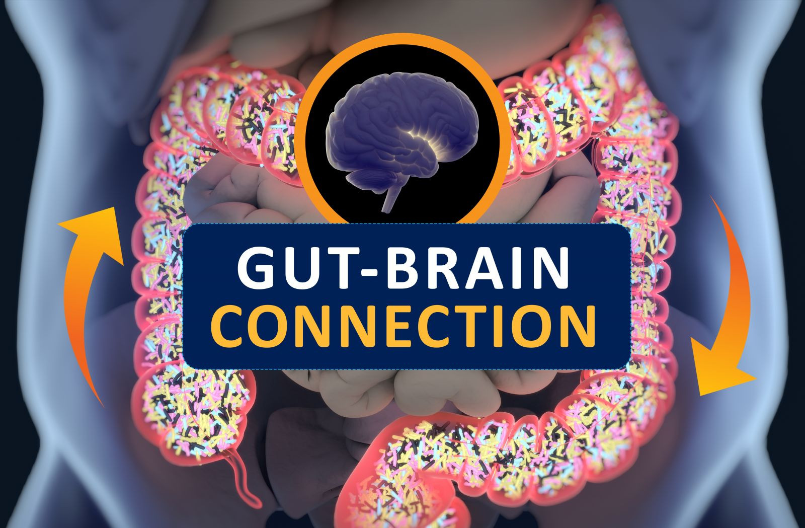 the gut-brain connection