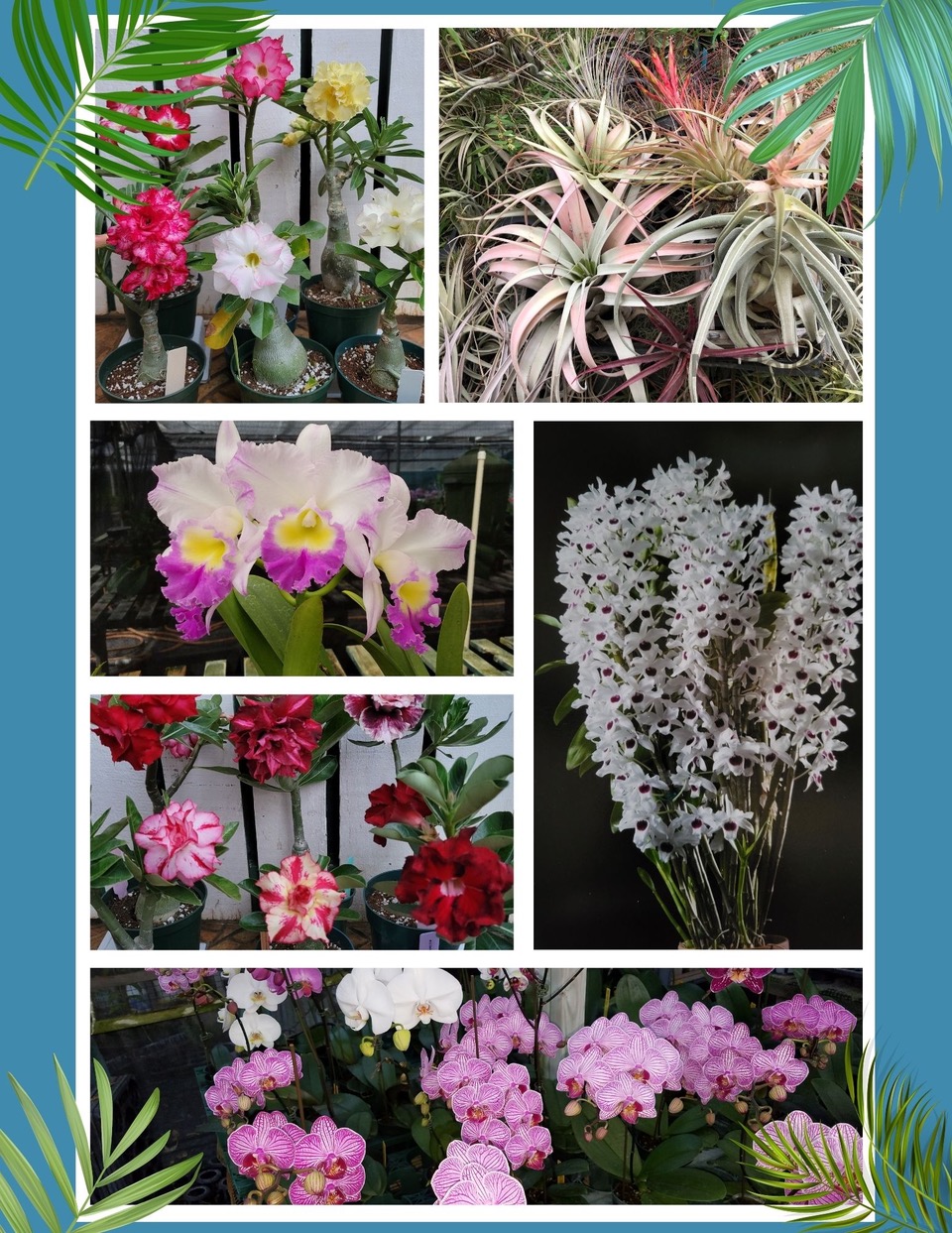Orchids and other plants for sale at HOS Show