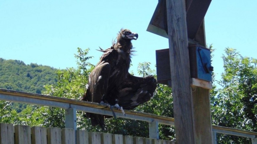 Pr&egrave;s de Lyon : un vautour s&rsquo;&eacute;chappe du Parc de Courzieu