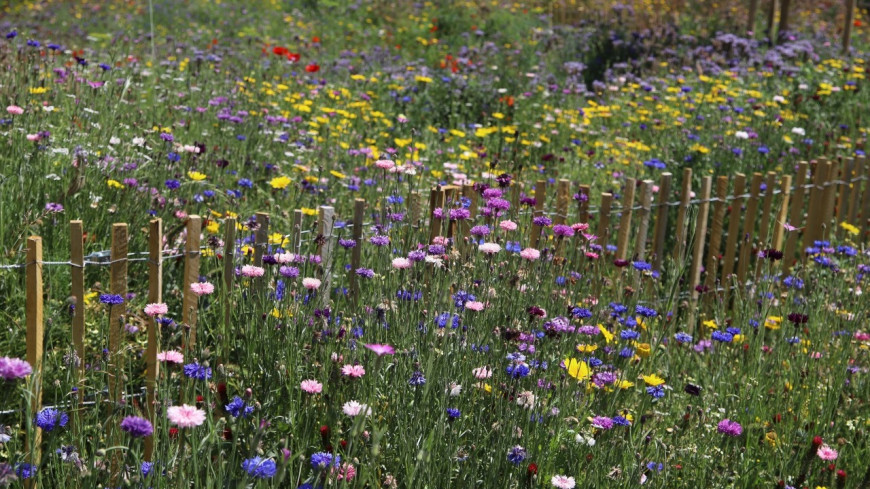 Villes et Villages fleuris : V&eacute;nissieux garde sa 4e fleur