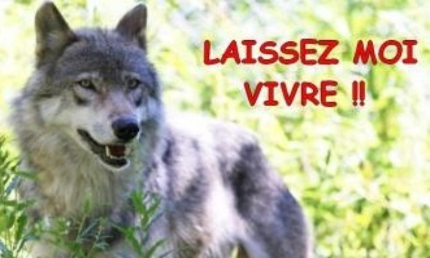 Oui au retour du loup en Haute Saône, non à son abattage !
