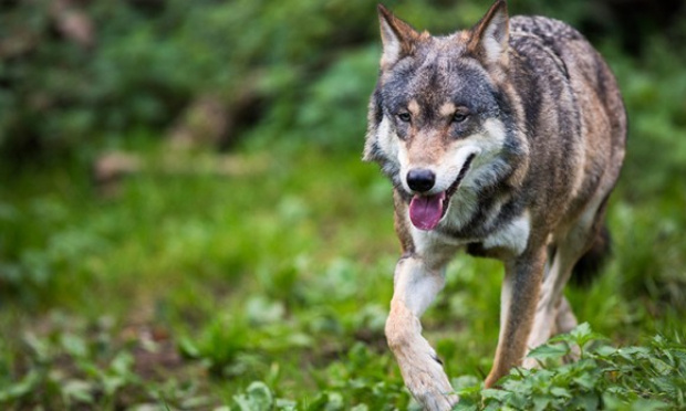 Contre les tirs de défense autorisés contre les loups dans les Vosges