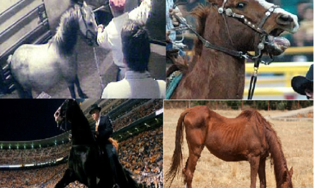 #yoursadfriend : Non à la maltraitance des chevaux de courses !