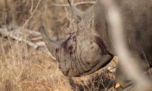 Sauvegarde de la race des rhinocéros