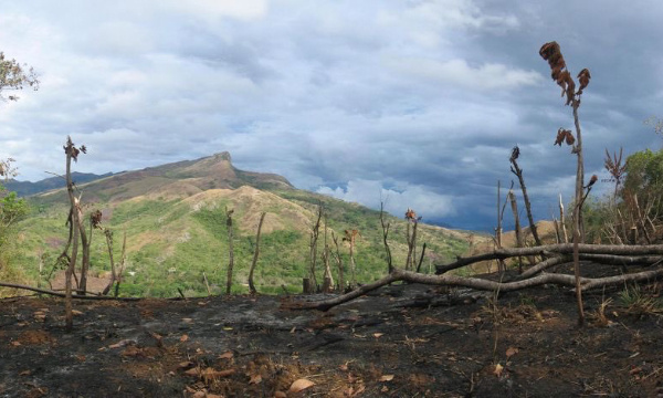 Non à la déforestation en Afrique centrale