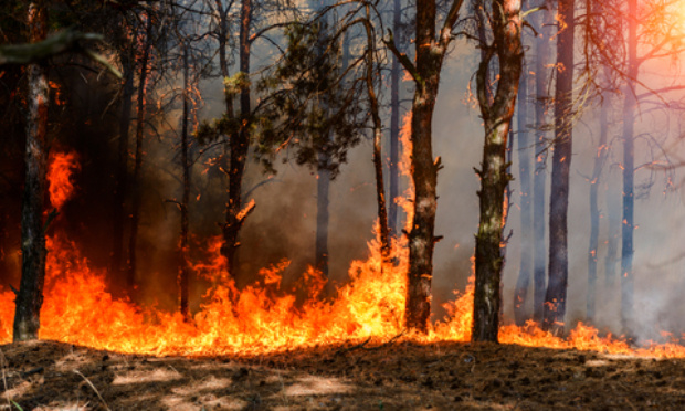 Pour une meilleure lutte contre les feux de forêt