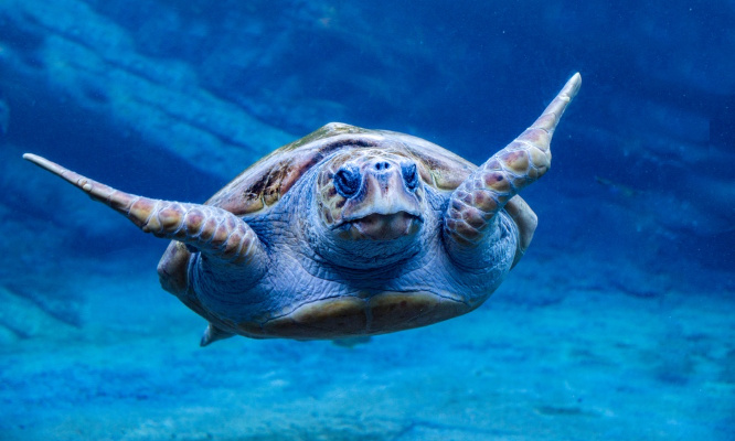 Disparition animale : il est urgent de sauver la tortue luth !