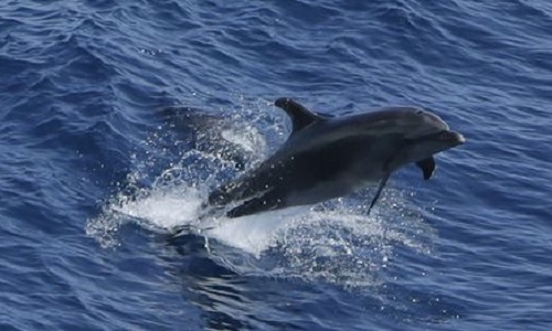 Pour la protection des dauphins