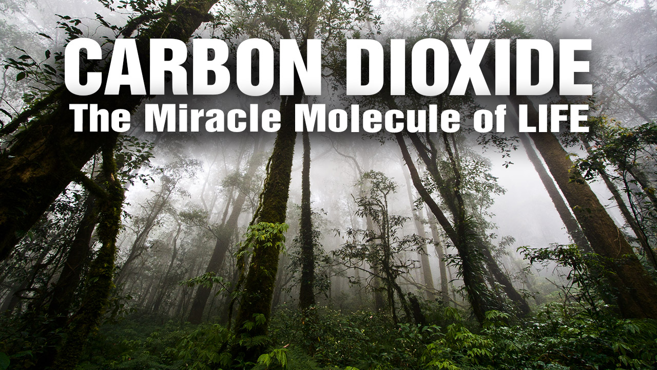 Carbon dioxide isn't a pollutant; it's the building block of ALL LIFE on Earth
