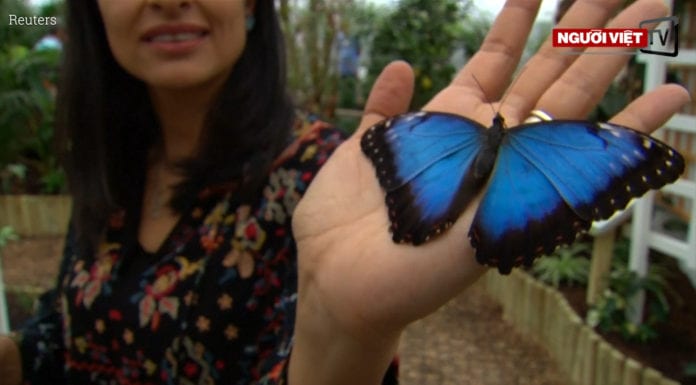 Video Bên trong khu bảo tồn bướm hoang dã ở Anh Quốc