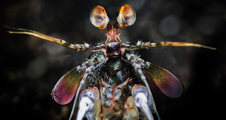 mantis shrimp