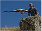 Releasing a tagged Egyptian vulture