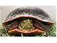 Female adult painted turtle
