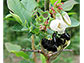 A bumble bee forages on blueberry flowers