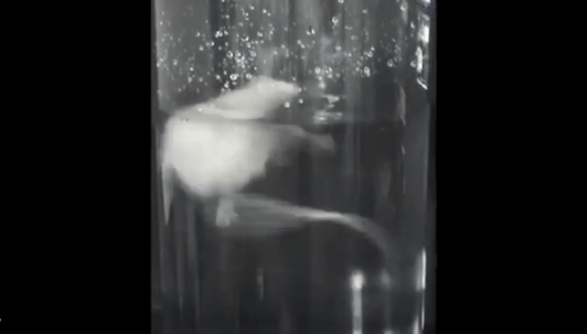 gif of a mouse swimming in a beaker full of water