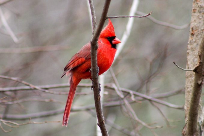 Northern Cardinal Perching On Bare Tree