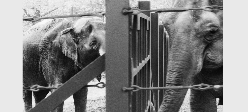 Happy (left) and Patty (right) at the Bronx Zoo in November 2021. (photo: Daniel Shea/The Atlantic)