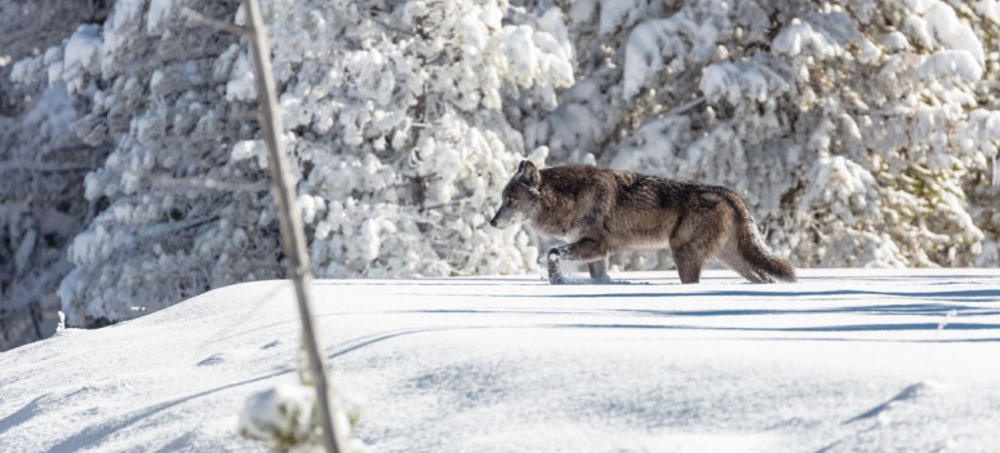 A gray wolf in Yellowstone National Park where wolf watching is not only one of the most popular tourist activities but it generates tens of millions annually for the regional economy. (photo: Jacob W. Frank/NPR)