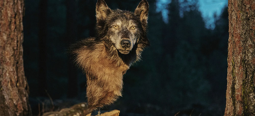 A taxidermied wolf owned by Robert Roman, an Idaho logger who has a reputation for having killed nearly sixty of the animals. He says, 'It's so much fun to shoot 'em!' (photo: Balazs Gardi/The New Yorker)
