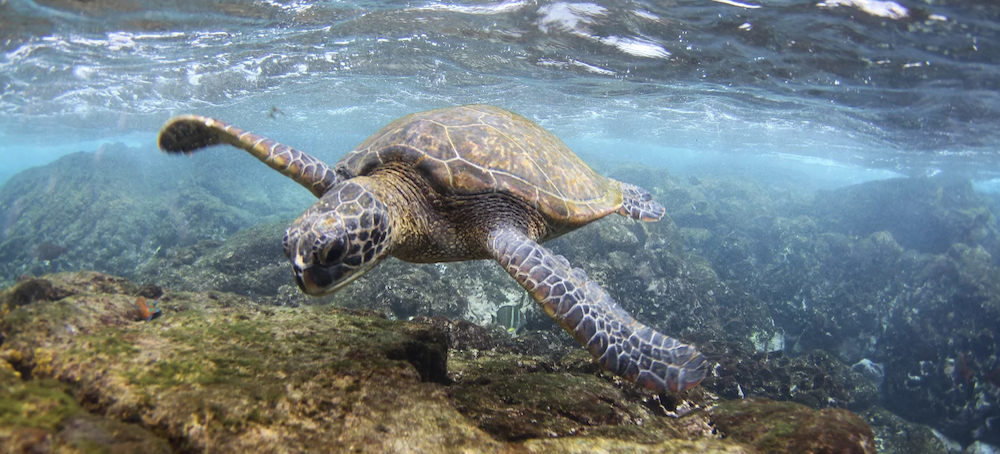 A green sea turtle. (photo: Ali Bayless/NOAA/PIFSC/PSD)