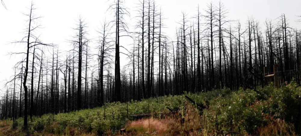 Partially burned and standing trees called snags loom over a site where researchers from the John T Harrington Forestry Research Center are conducting reforestation experiments at Deer Lake Mesa in Cimarron, New Mexico on August 17, 2021 (: Reuters/Adria Malcolm)