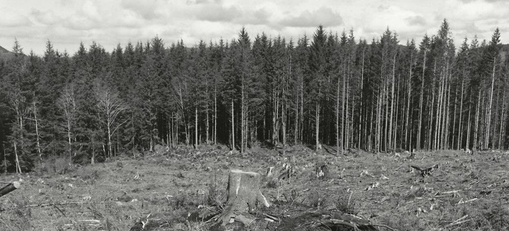 The notion that clear-cutting can be counteracted by the planting of trees is a political product of the timber industry. (photo: Robert Adams/Fraenkel Gallery)
