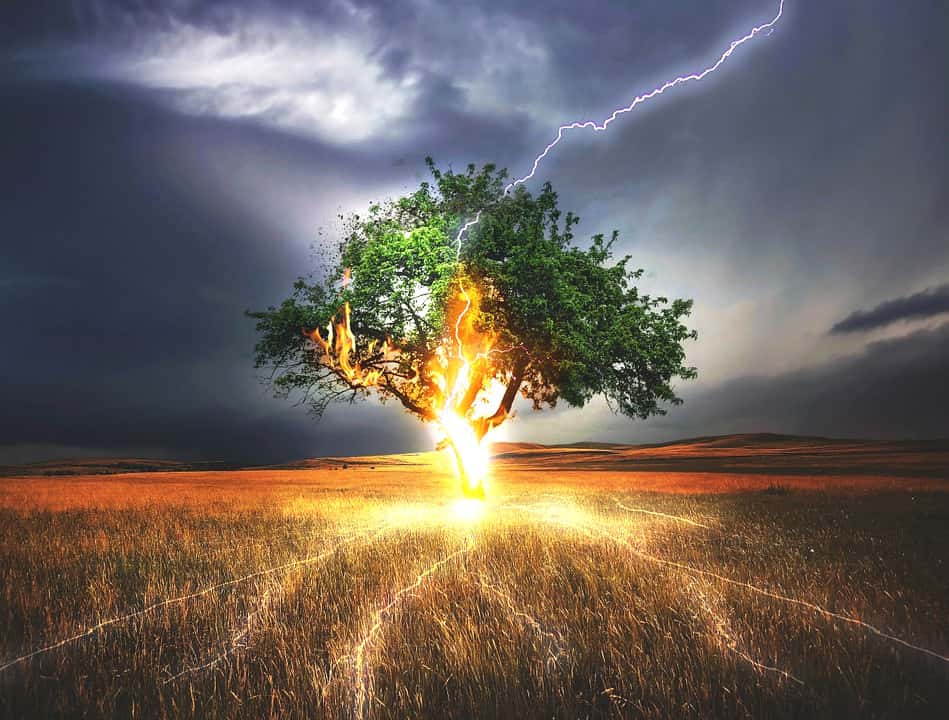 Why Does Lightning Sometimes Cause Trees To Explode? » Science ABC