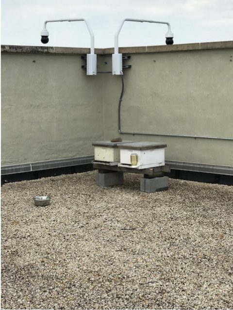 two small behives on a gravelly roof with two security cameras on the edge